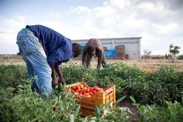 Raccolta di pomodori