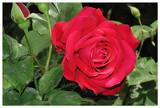 http://3.bp.blogspot.com/-yGDP9I5elds/URdyH37QIaI/AAAAAAAAESE/eKuxJsM1Qj0/s320/rosa.jpg