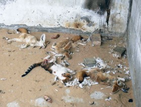 Gaza zoo2